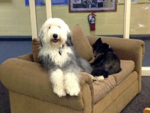 The-Leelenau-School-Dogs